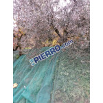 Rete raccolta Olive intera Pugliese/barese 6 x 12   polietilene alta densità Telo - frutta secca occhielli occhiellata 